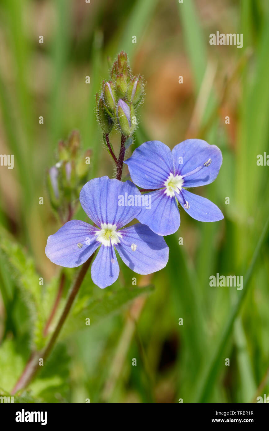 Wood Speedwell - Veronica montana  Two Flowers and Buds Stock Photo