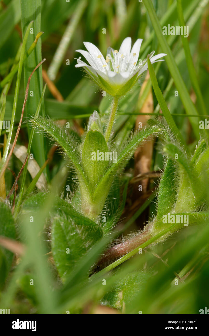 Common Mouse-ear - Cerastium fontanum  Small White Flower Stock Photo