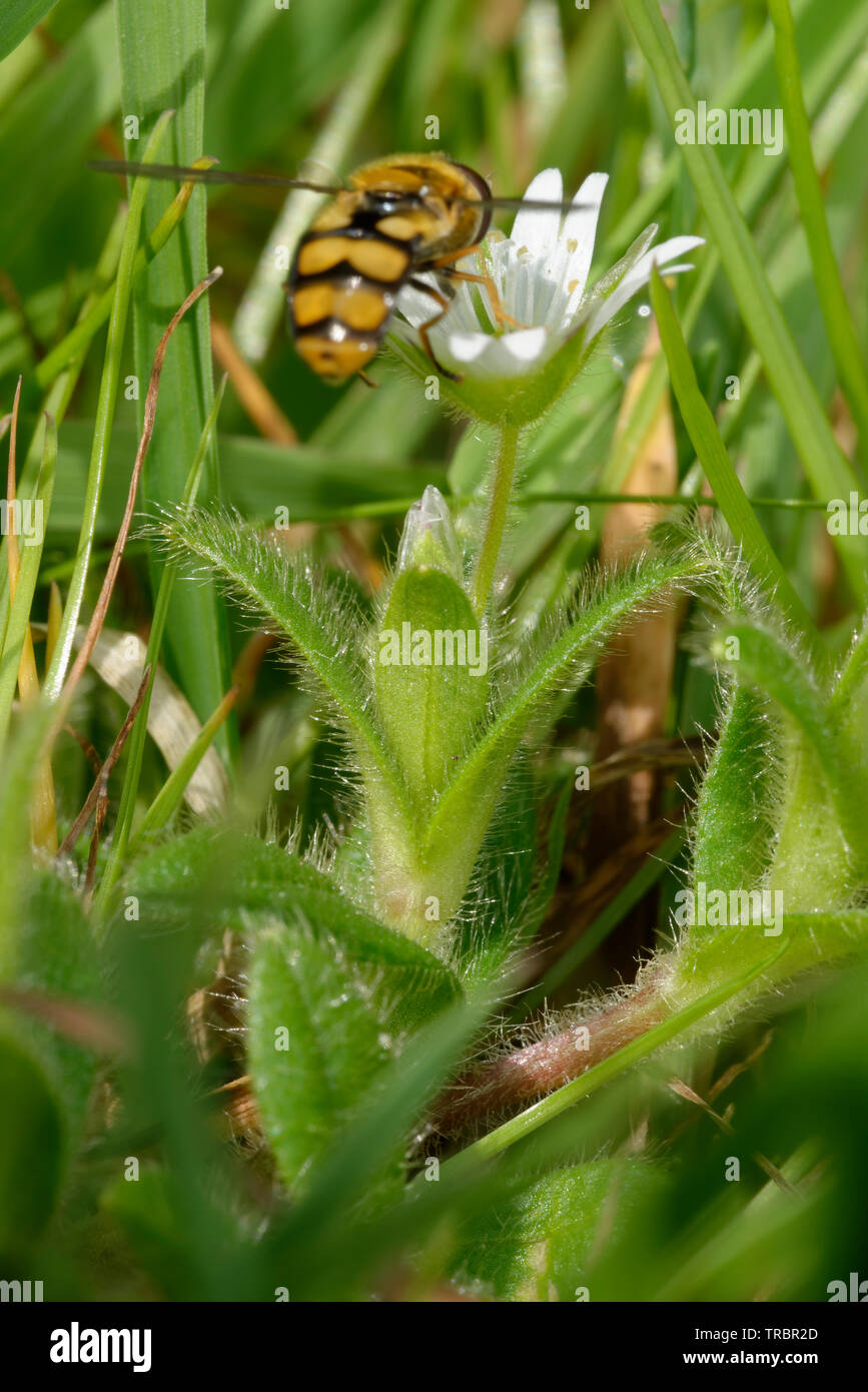 Common Mouse-ear - Cerastium fontanum  Small White Flower with Hoverfly Stock Photo