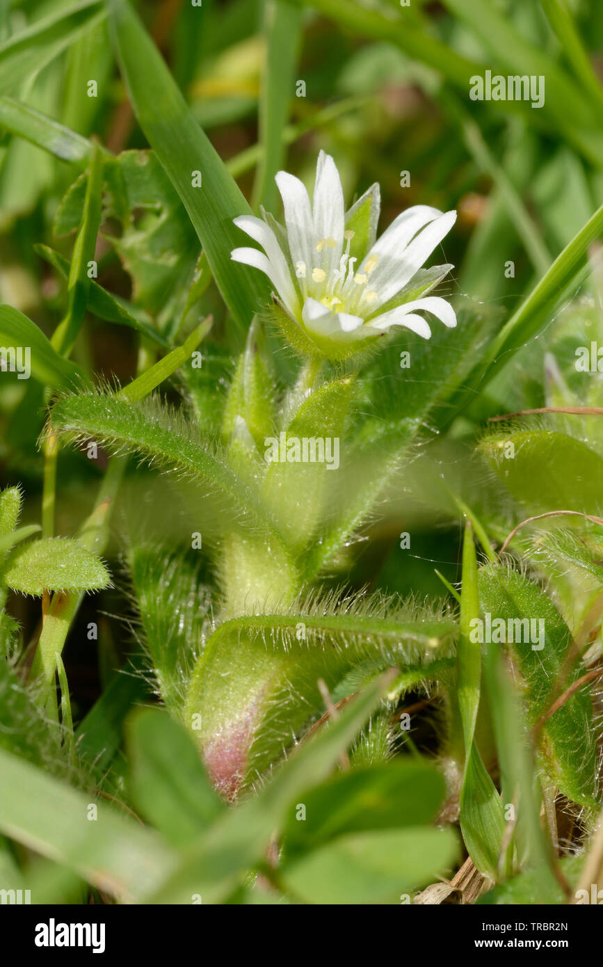 Common Mouse-ear - Cerastium fontanum  Small White Flower Stock Photo