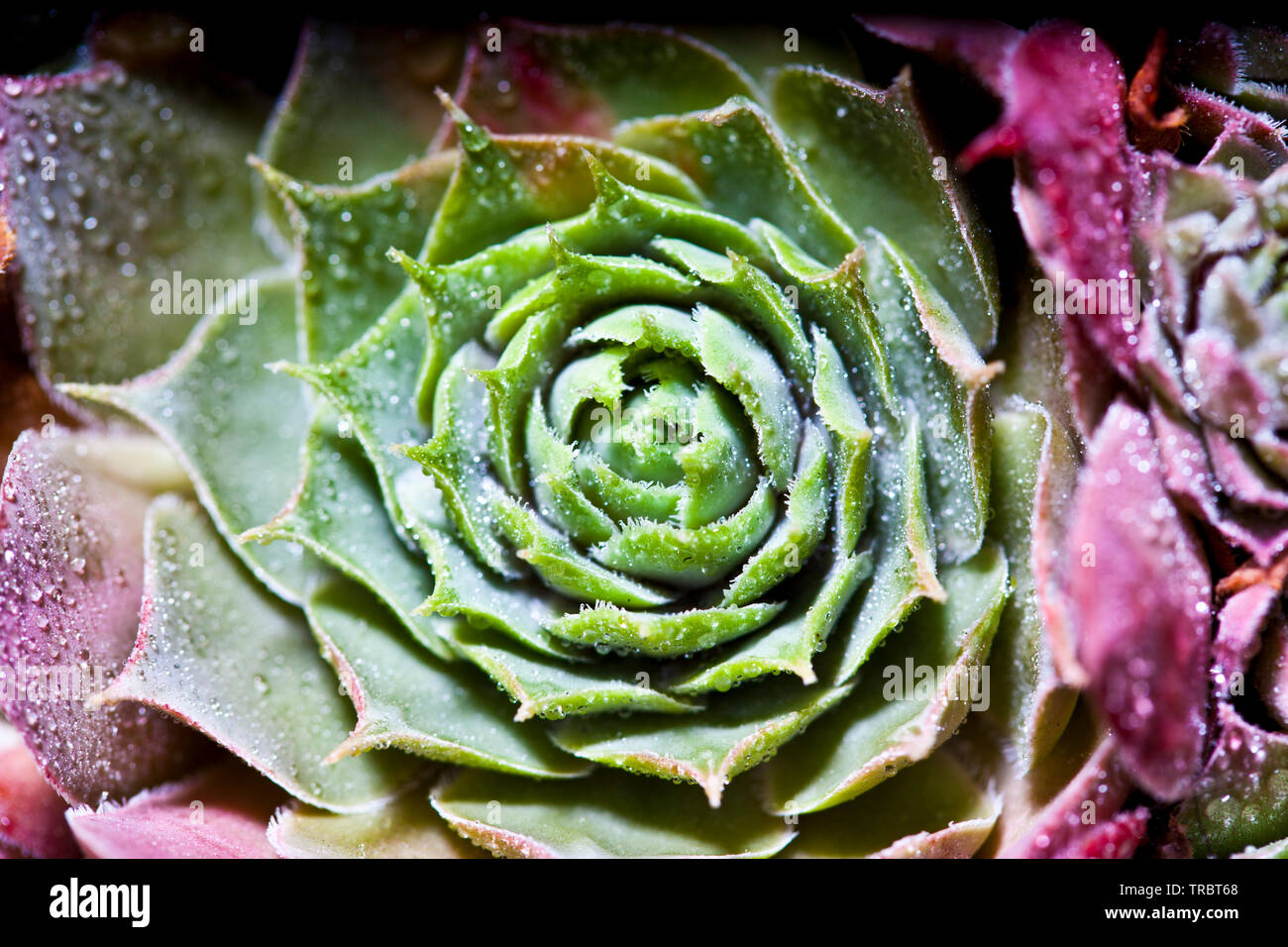 Succulents cactus overhead view hi-res stock photography and images - Alamy