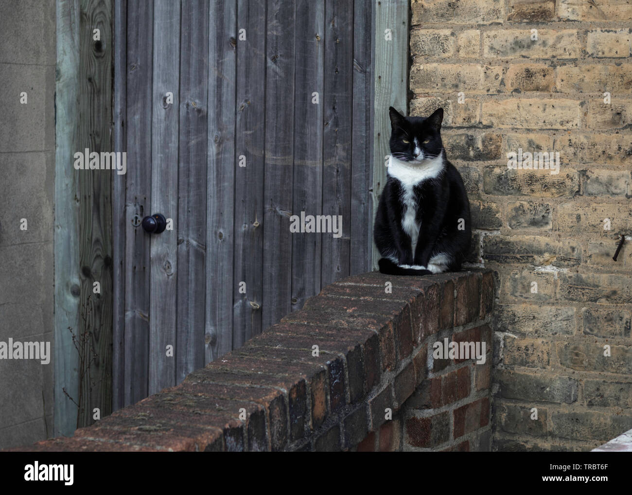 Gmupy cat sequring his house Stock Photo