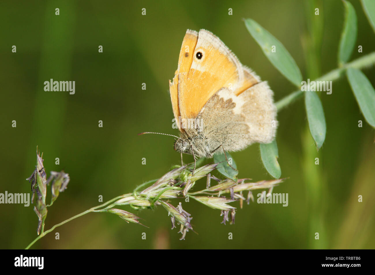 Insekten makrofoto hi-res stock photography and images - Alamy