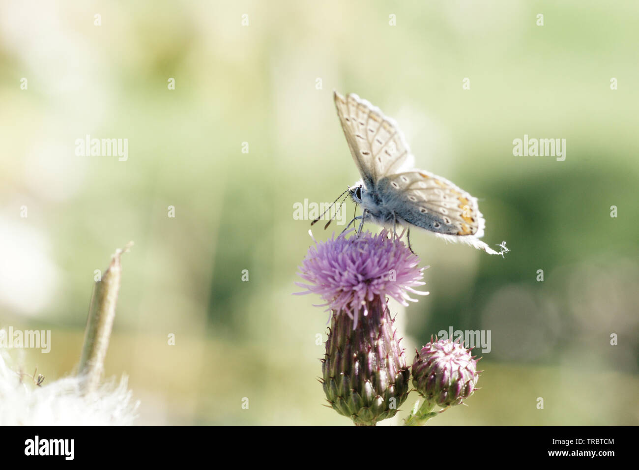 Bläuling / Schmetterling Stock Photo