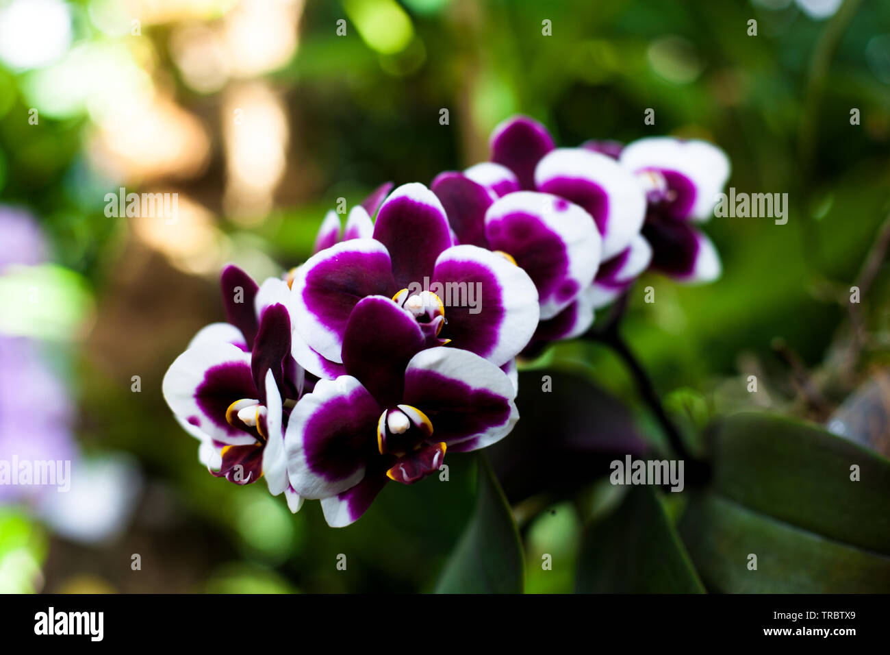 Orchid. Colorful orchids in flower. Blooming orchid in orchidarium. Stock Photo