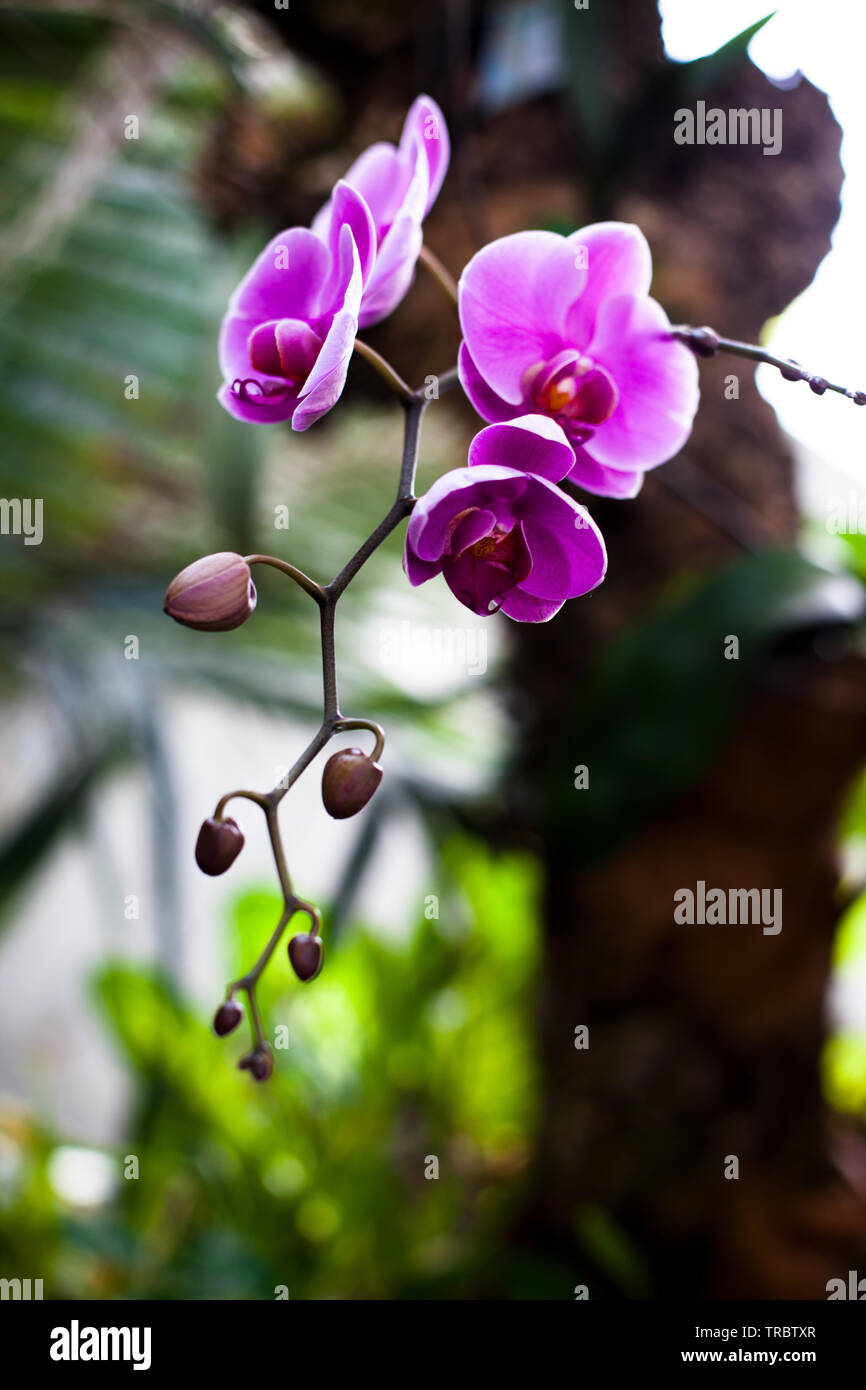 Orchid. Colorful orchids in flower. Blooming orchid in orchidarium. Stock Photo