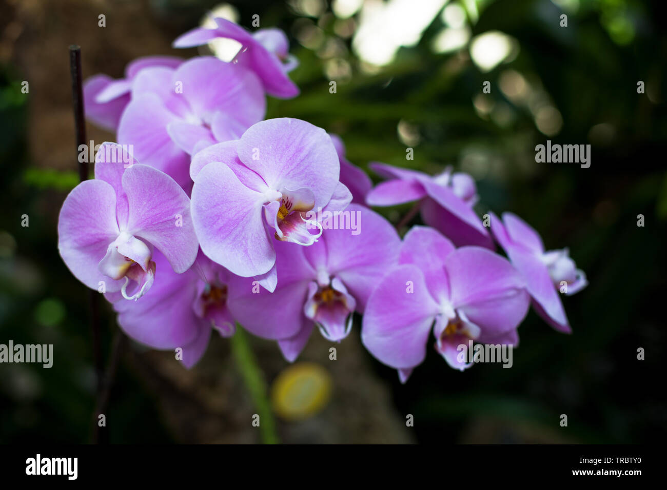 Orchid. Colorful orchids in flower. Blooming orchid in orchidarium