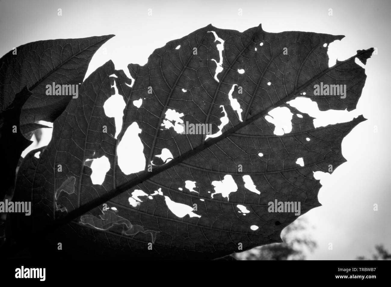 Insect holes Black and White Stock Photos & Images Alamy