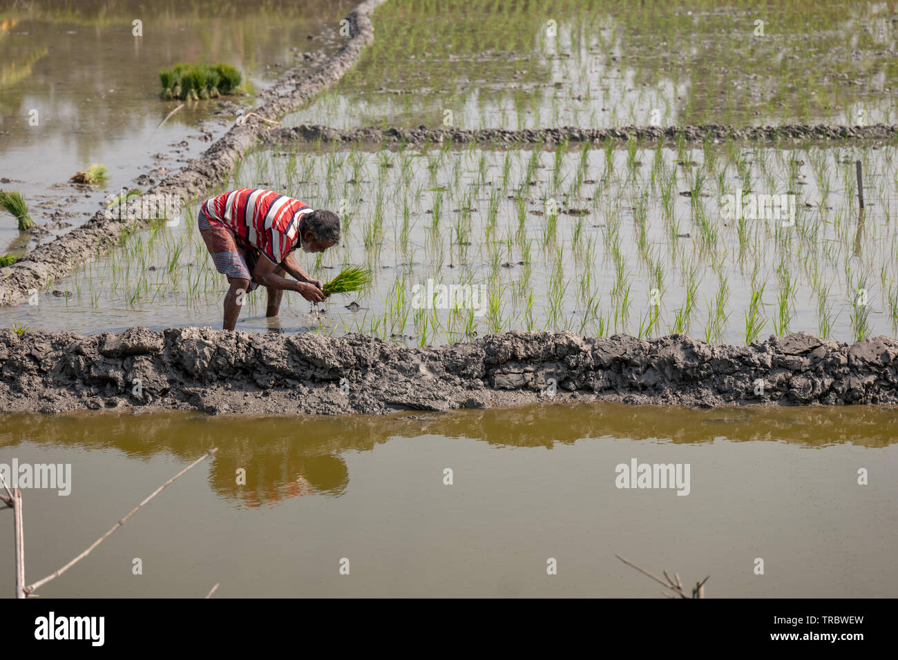 Planting rice in rural Bangladesh. Stock Photo