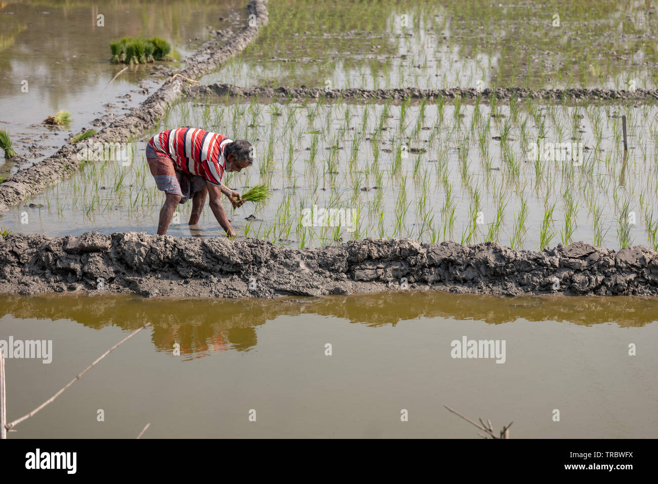 Planting rice in rural Bangladesh Stock Photo - Alamy