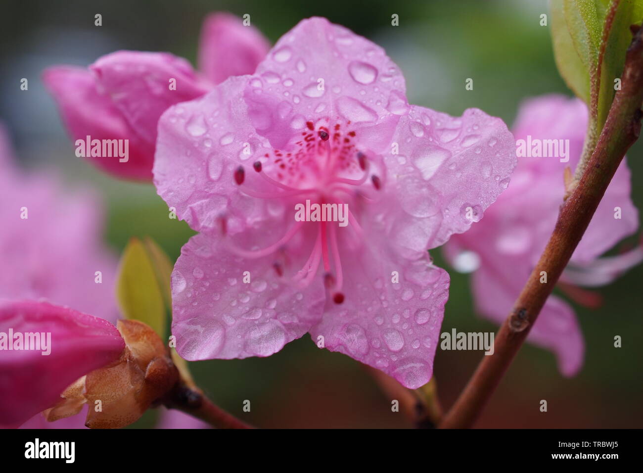 Rhododendron Cosmopolitan High Resolution Stock Photography And Images Alamy