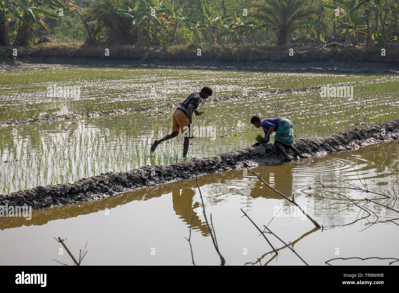 Planting rice in rural Bangladesh. Stock Photo