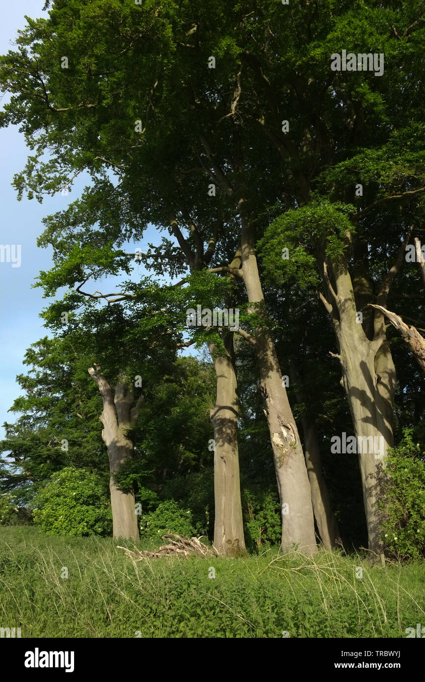 Panshanger Park, Hertford, UK Stock Photo Alamy