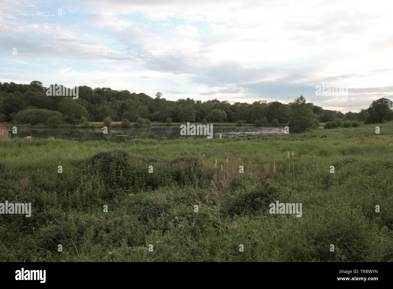 Panshanger Park, Hertford, UK Stock Photo Alamy