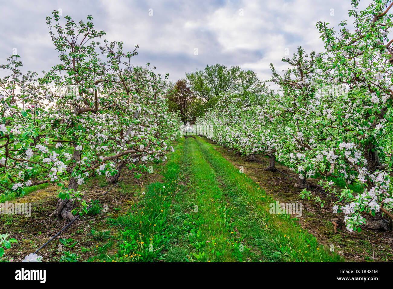 Farm orchard in bloom hi-res stock photography and images - Alamy