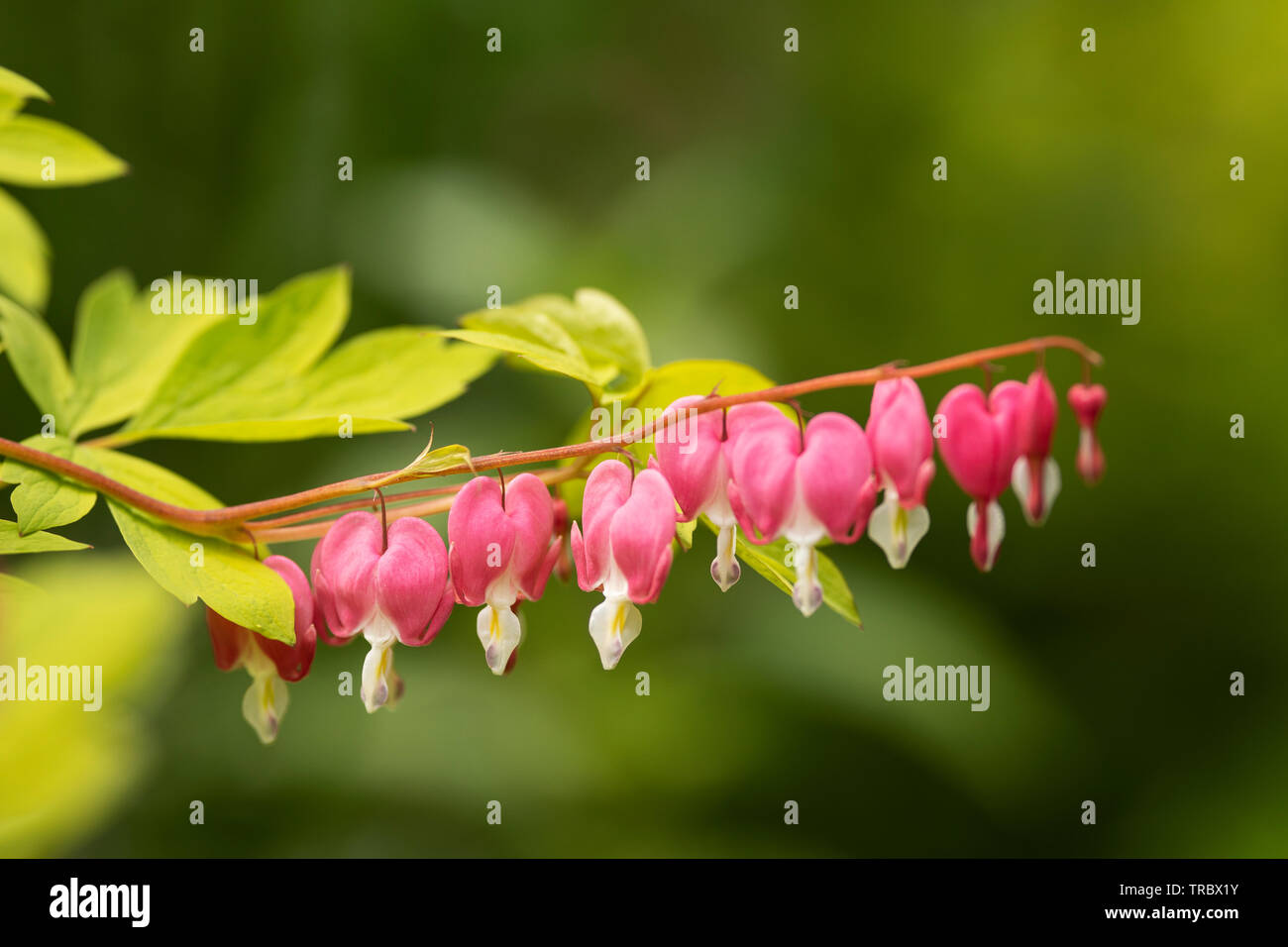 Lamprocapnos spectabilis in the family Papaveraceae, known as Asian bleeding heart, blooming in the spring in Boston, Massachusetts, USA. Stock Photo