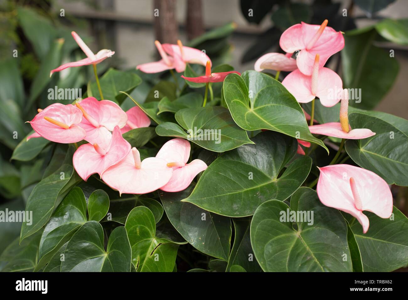 Flamingo flower plant Anthurium scherzerianum at Bush's Pasture