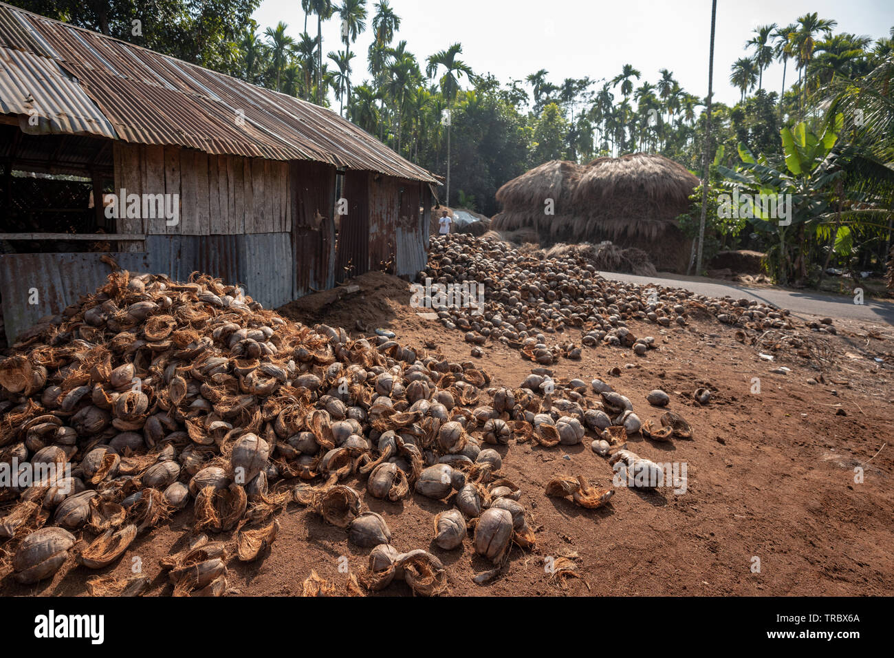 Harvesting coconut fiber from coconut shells in rural Bangladesh Stock Photo