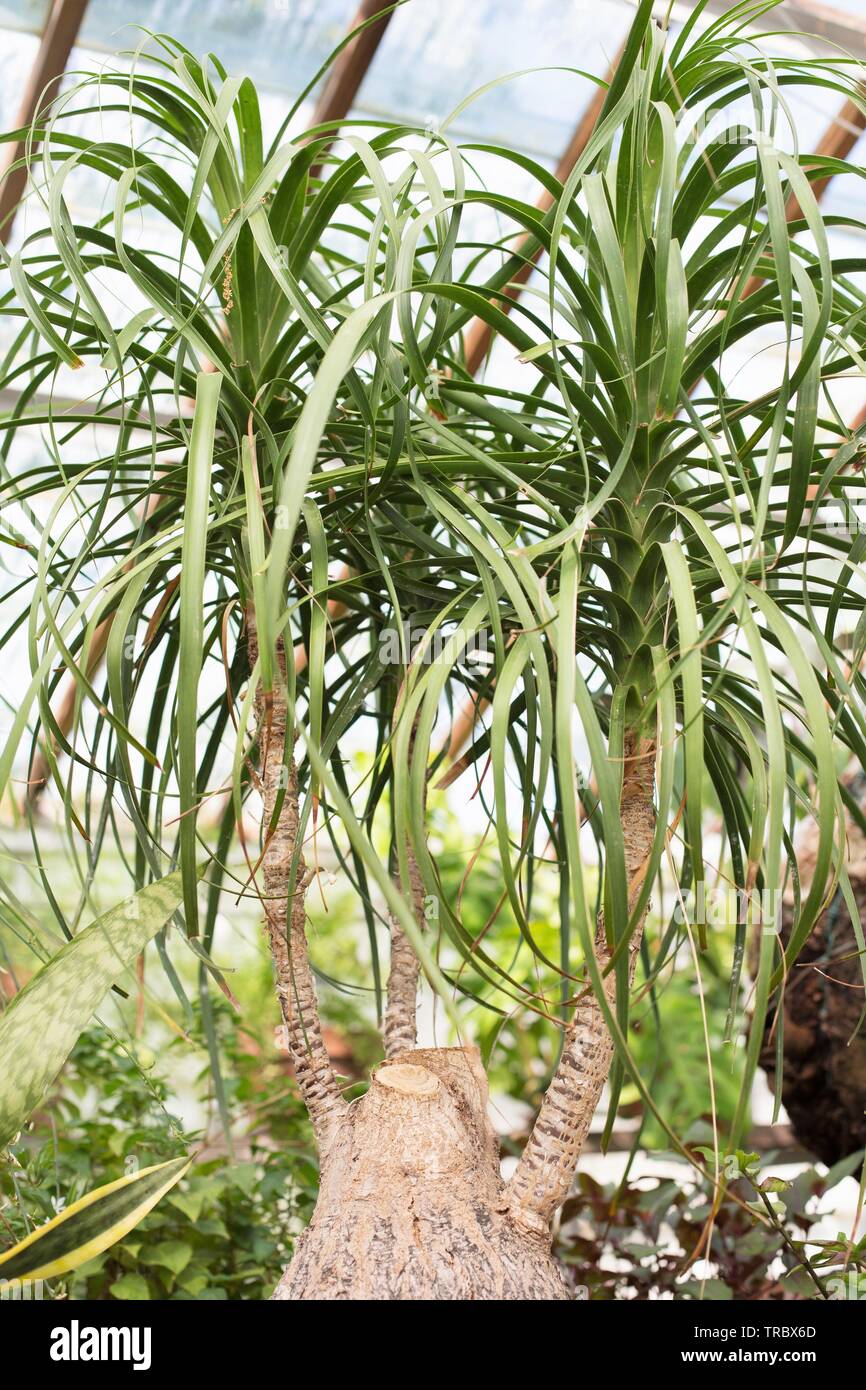 Ponytail Palm plant - Beaucarnea recurvata  - at Bush's Pasture Park in Salem, Oregon, USA. Stock Photo