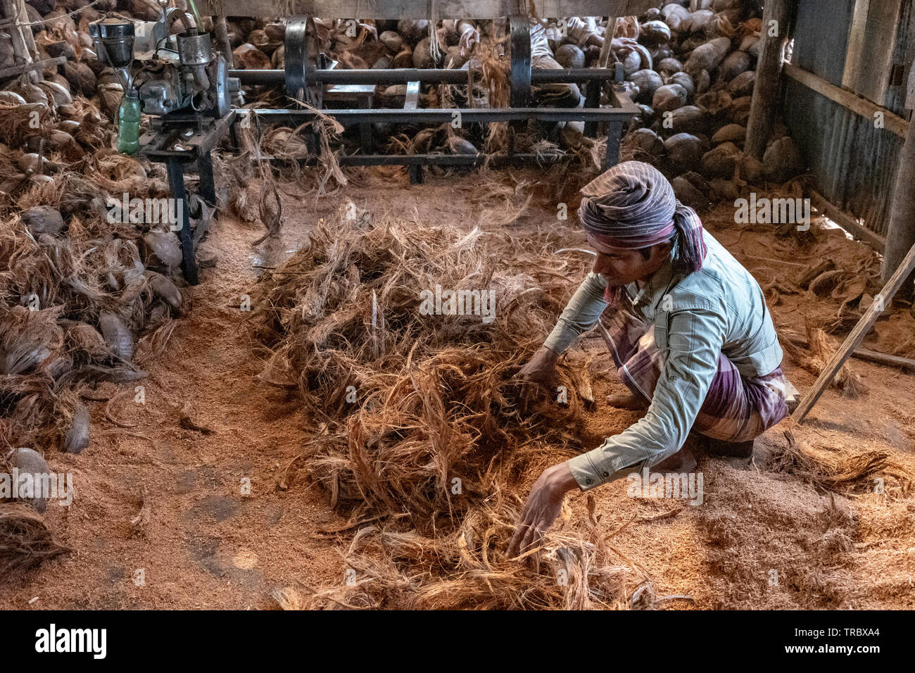 Harvesting coconut fiber from coconut shells in rural Bangladesh Stock Photo