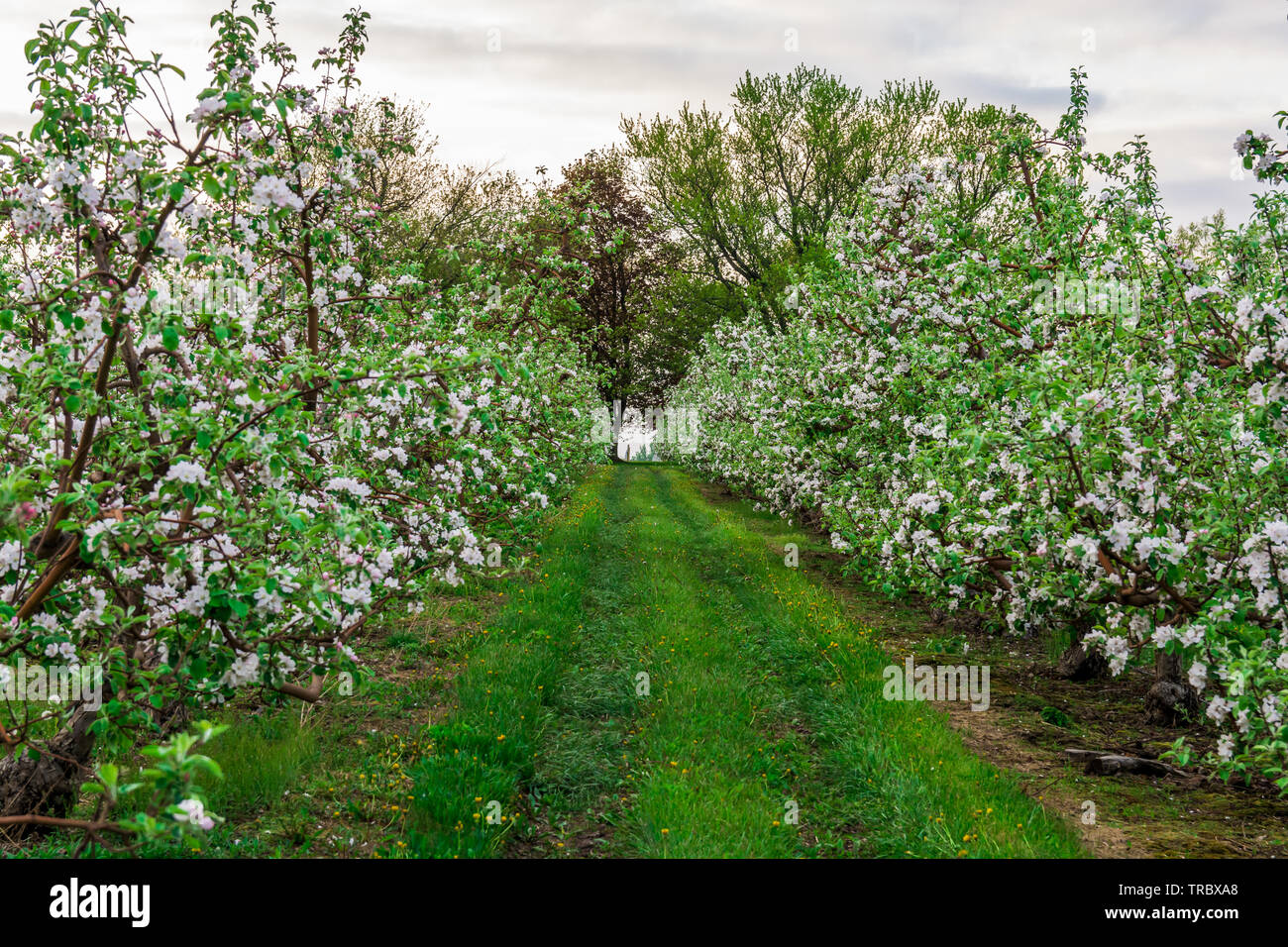 Farm orchard in bloom hi-res stock photography and images - Alamy