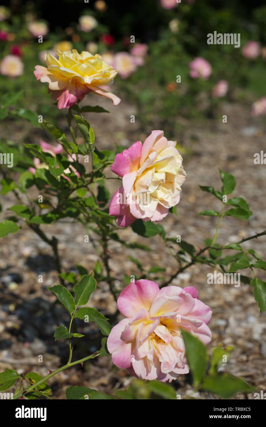 Girona hybrid tea roses at Bush's Pasture Park in Salem, Oregon, USA. Stock Photo