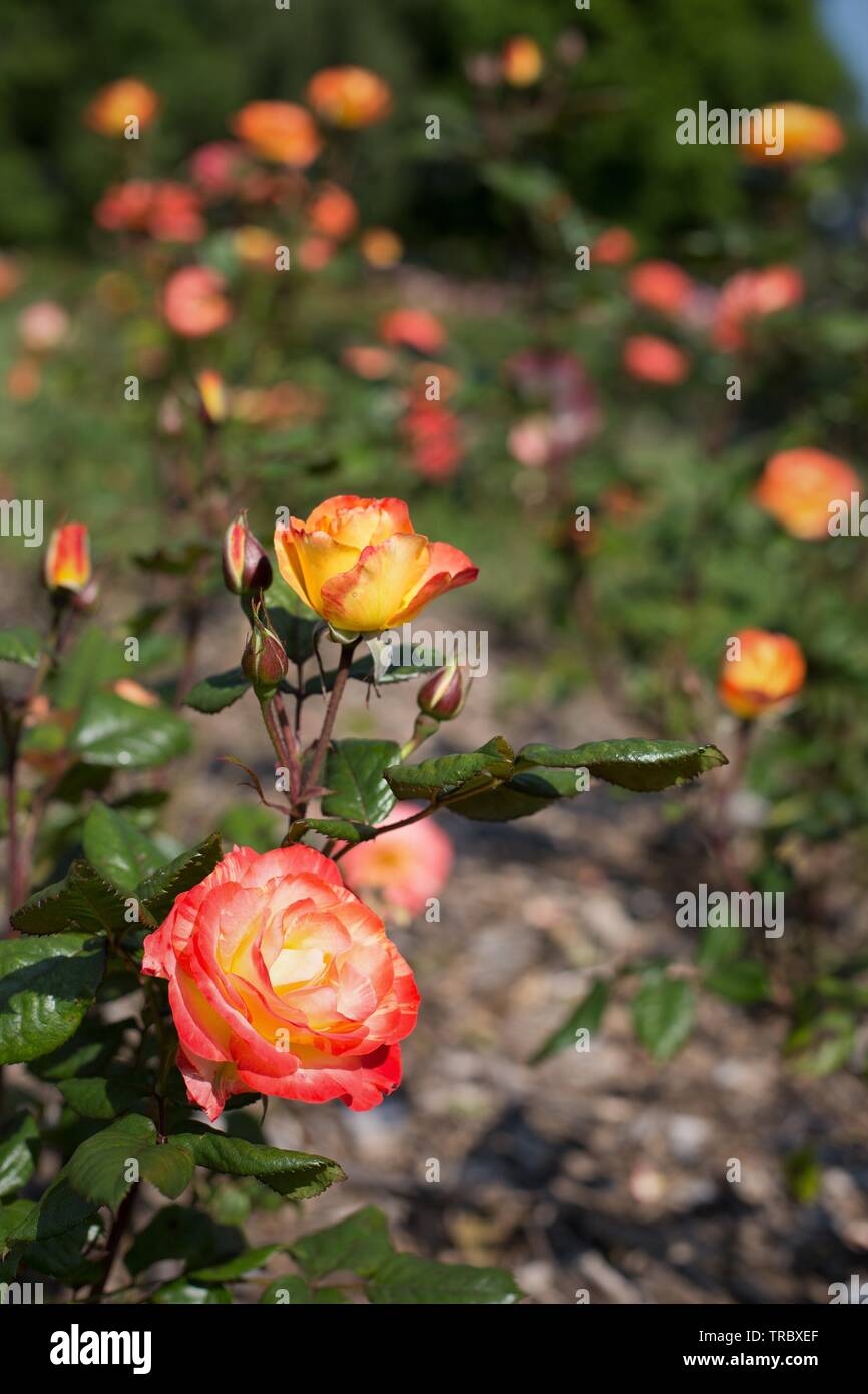 Chihuly Floribunda roses at Bush's Pasture Park in Salem, Oregon, USA