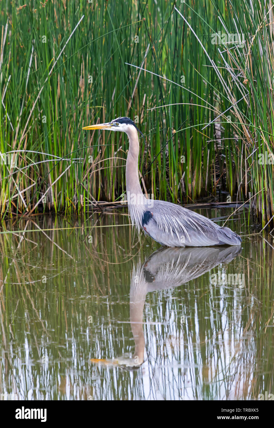 In this shot a Great Blue Heron (Ardea herodias) wades in the waters of the Bear River at the Bear River Migratory Bird Refuge in northern Utah. Stock Photo