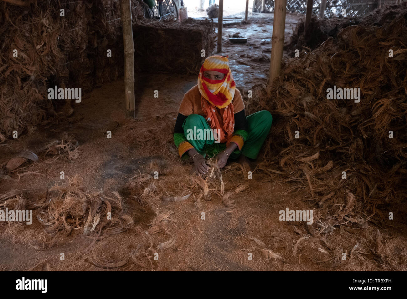 Harvesting coconut fiber from coconut shells in Bangladesh Stock Photo