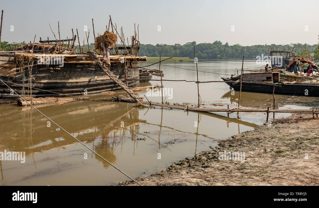 Rice straw being harvested and loaded on boats in the river in Bangladesh Stock Photo
