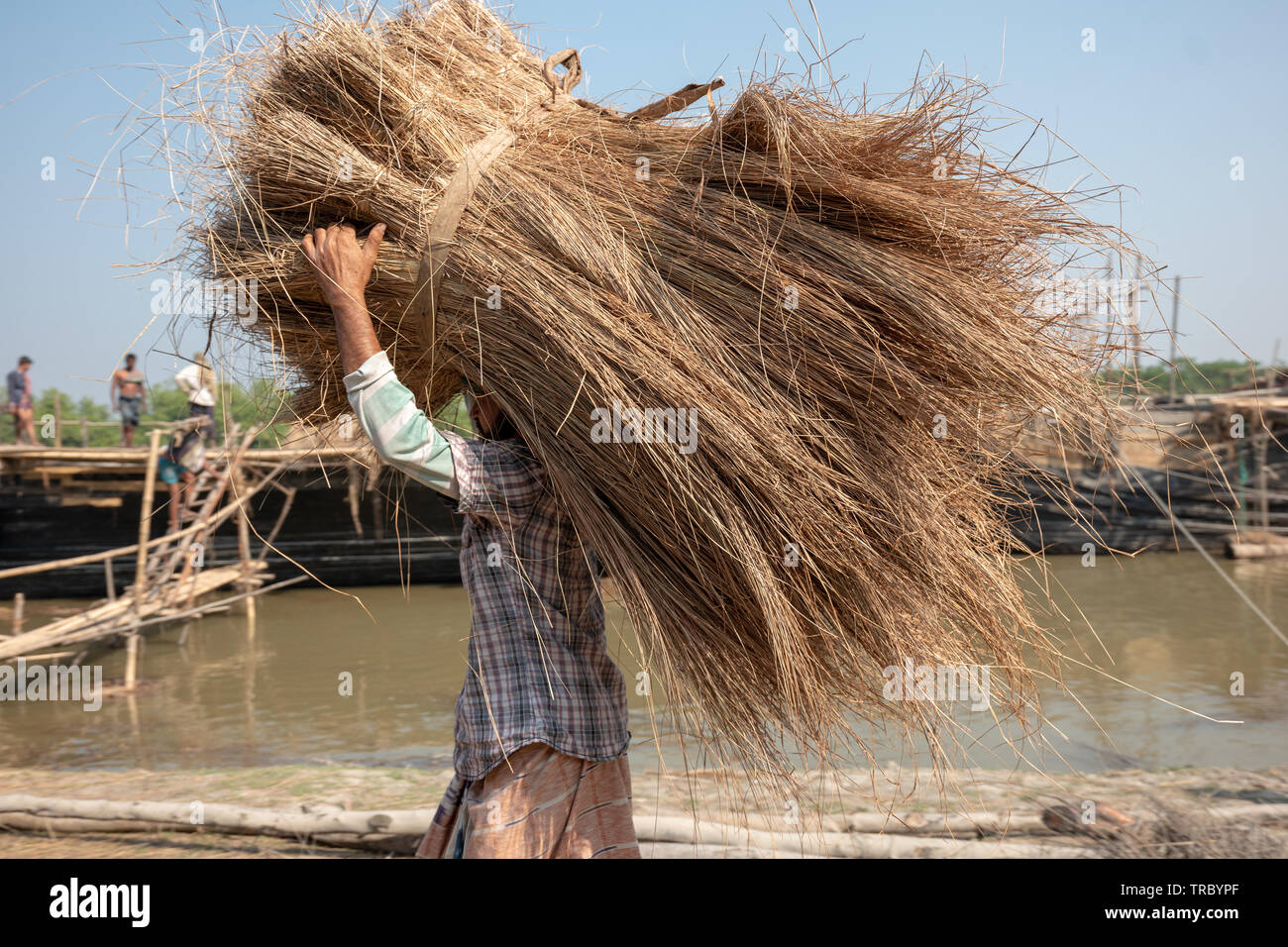 Rice straw being harvested and loaded on boats in the river in Bangladesh Stock Photo