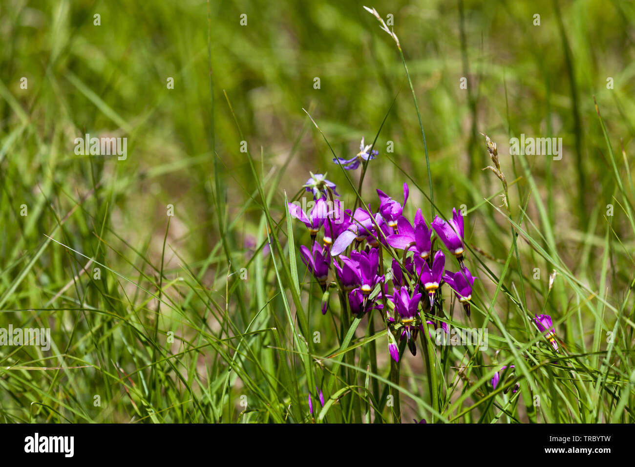 A group of springtime purple shooting star wildflowers growing in tall grass with a blurred background. Stock Photo
