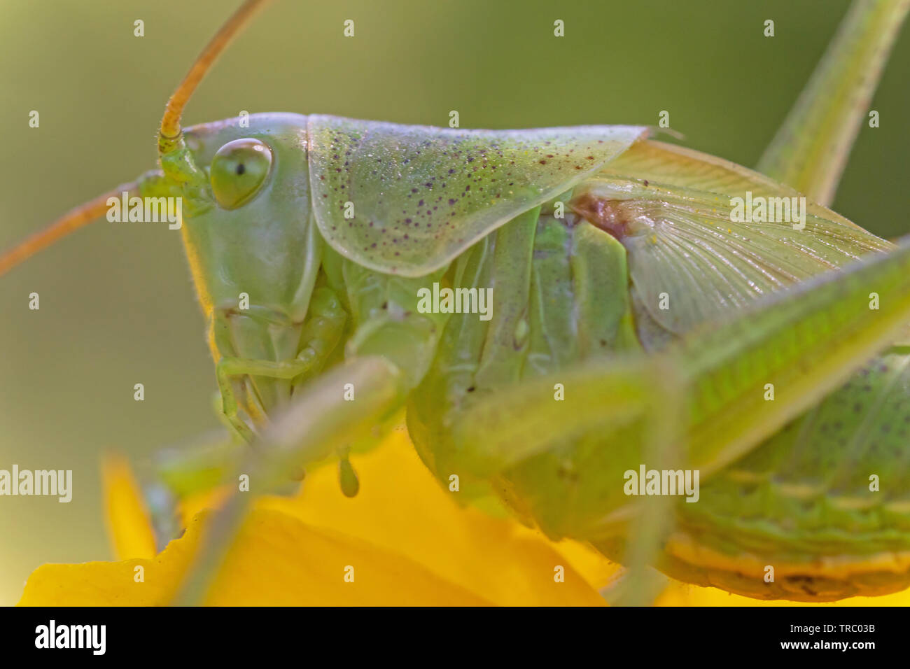extreme close up of green grasshopper on yellow flower Stock Photo