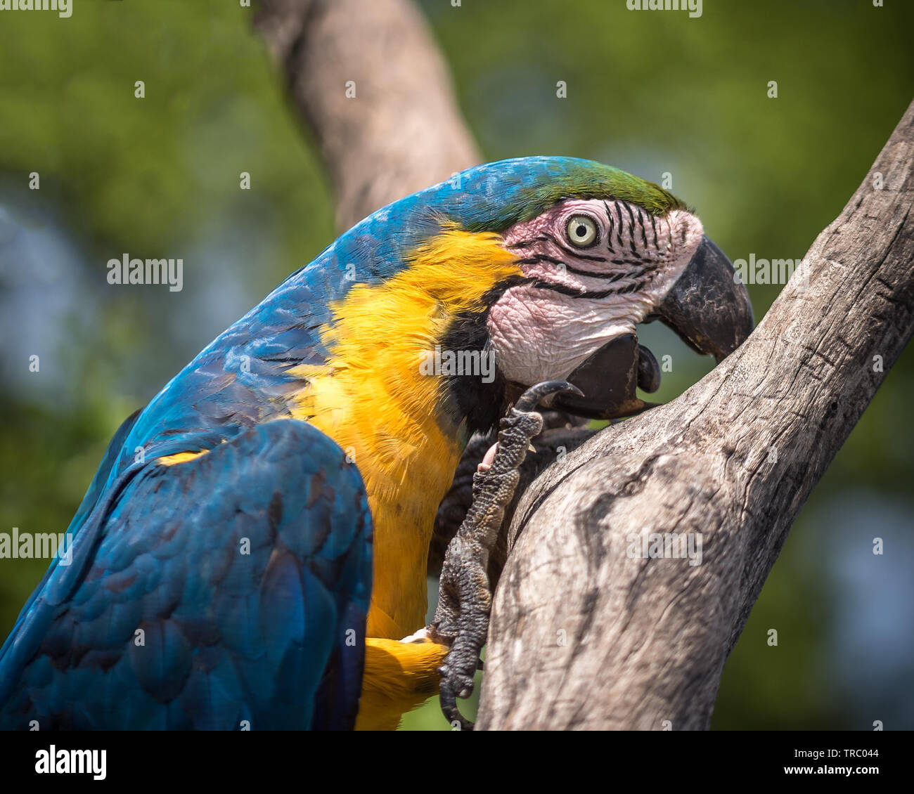 The blue-and-yellow macaw Stock Photo