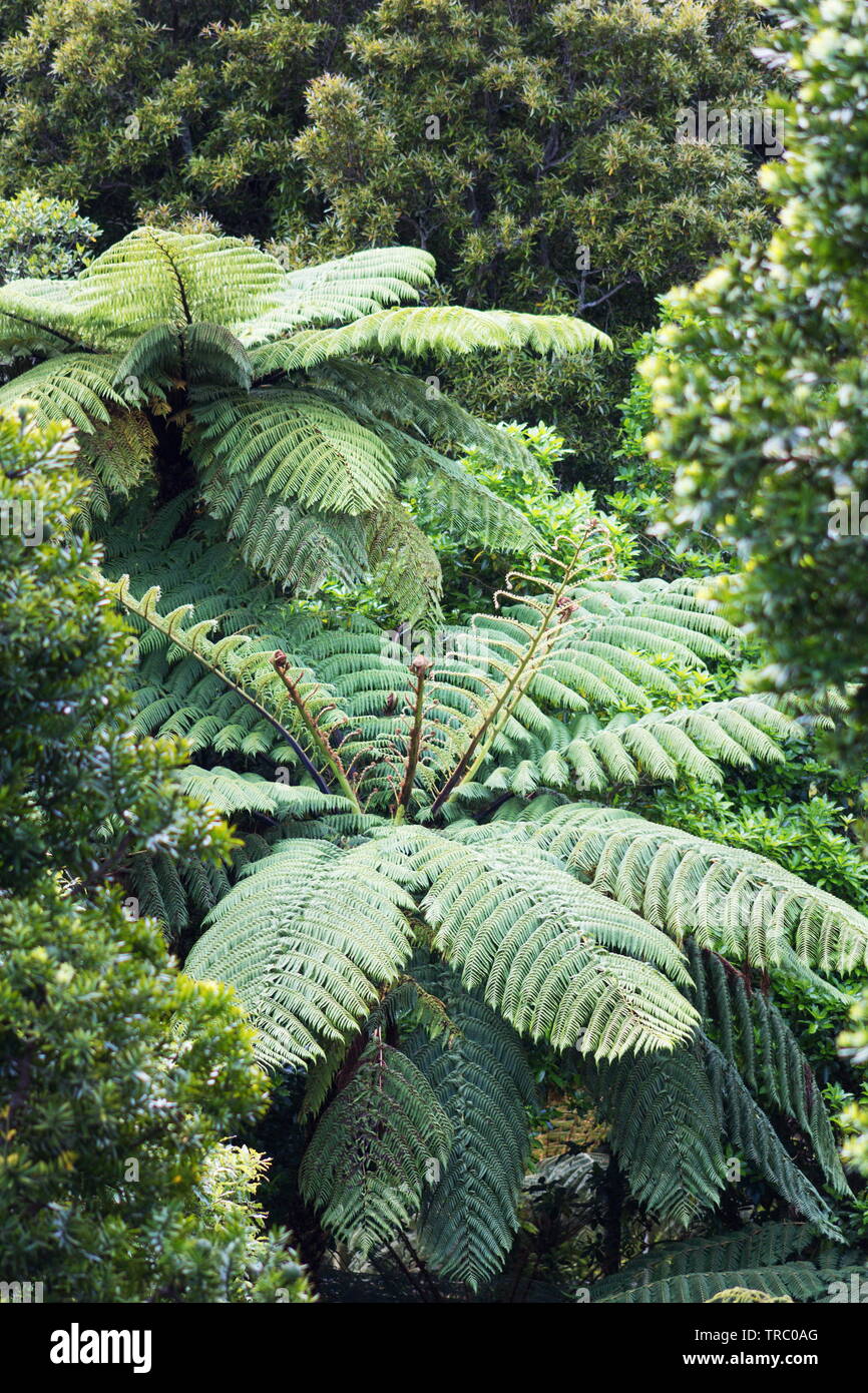New Zealand Tree Fern in a lush green forest Stock Photo - Alamy