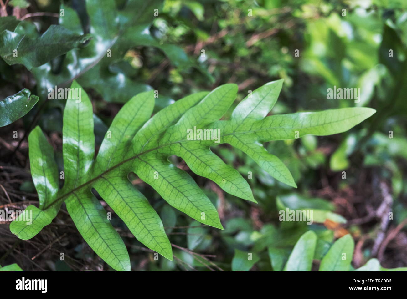 Microsorum pustulatum is an epiphytic fern native to Australia and New Zealand. Stock Photo