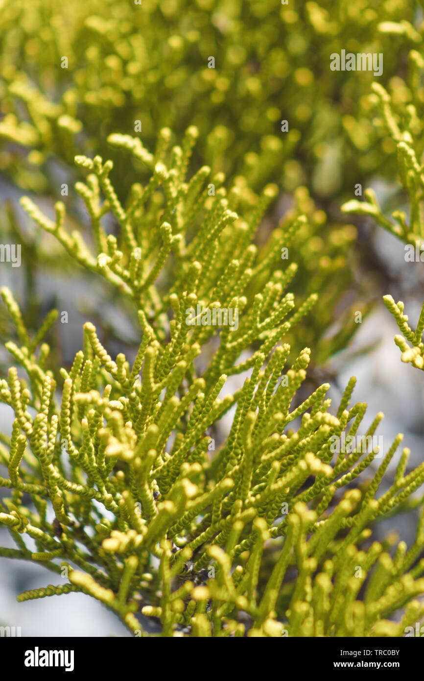 Hebe armstrongii is a bushy whipcord hebe with slender upright branches endemic to New Zealand. Stock Photo