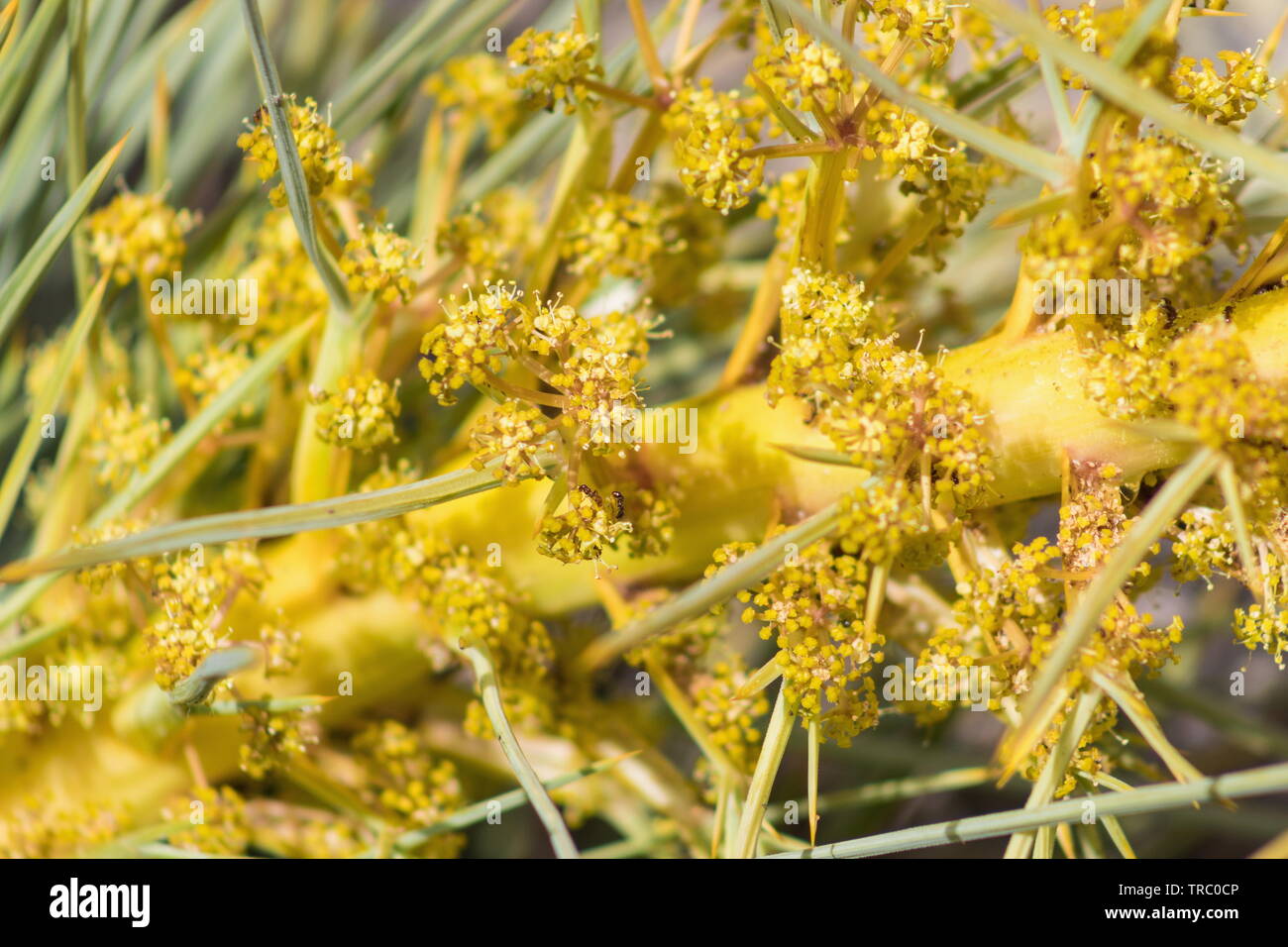 Aciphylla ferox - Fierce Speargrass, Taramea, Fierce Spaniard Stock Photo
