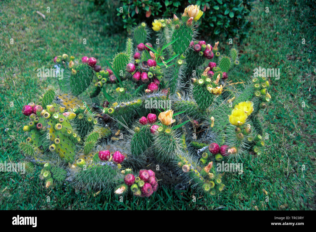Prickly pears (Opuntia ficus-indica), with fruits and blossoms, Pico island, Azores, Portugal Stock Photo