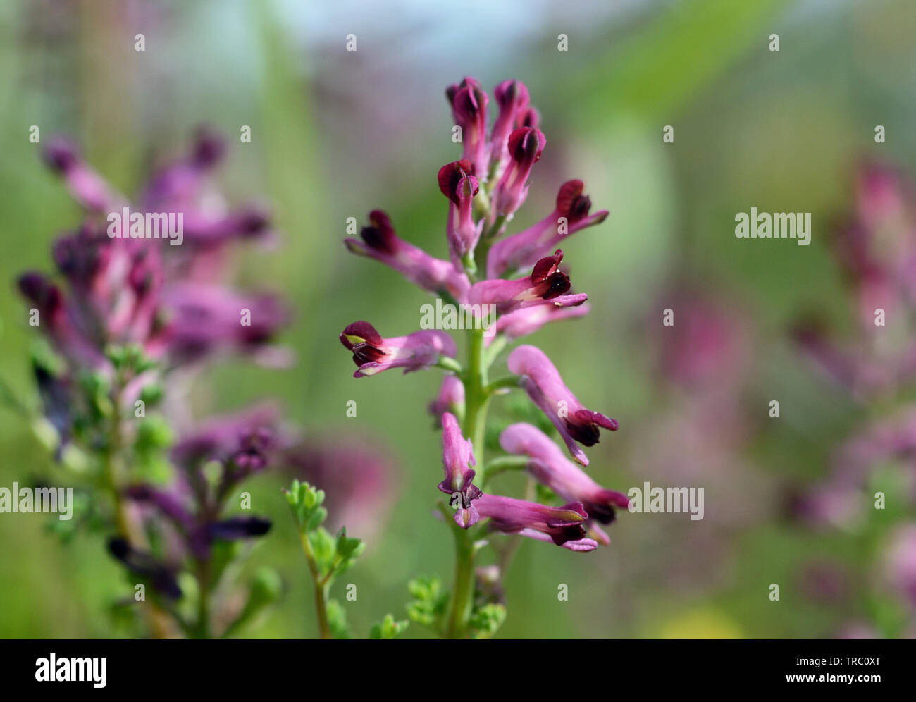 close-up of Fumaria Officinalis purple wildflower against the blooming meadow background Stock Photo