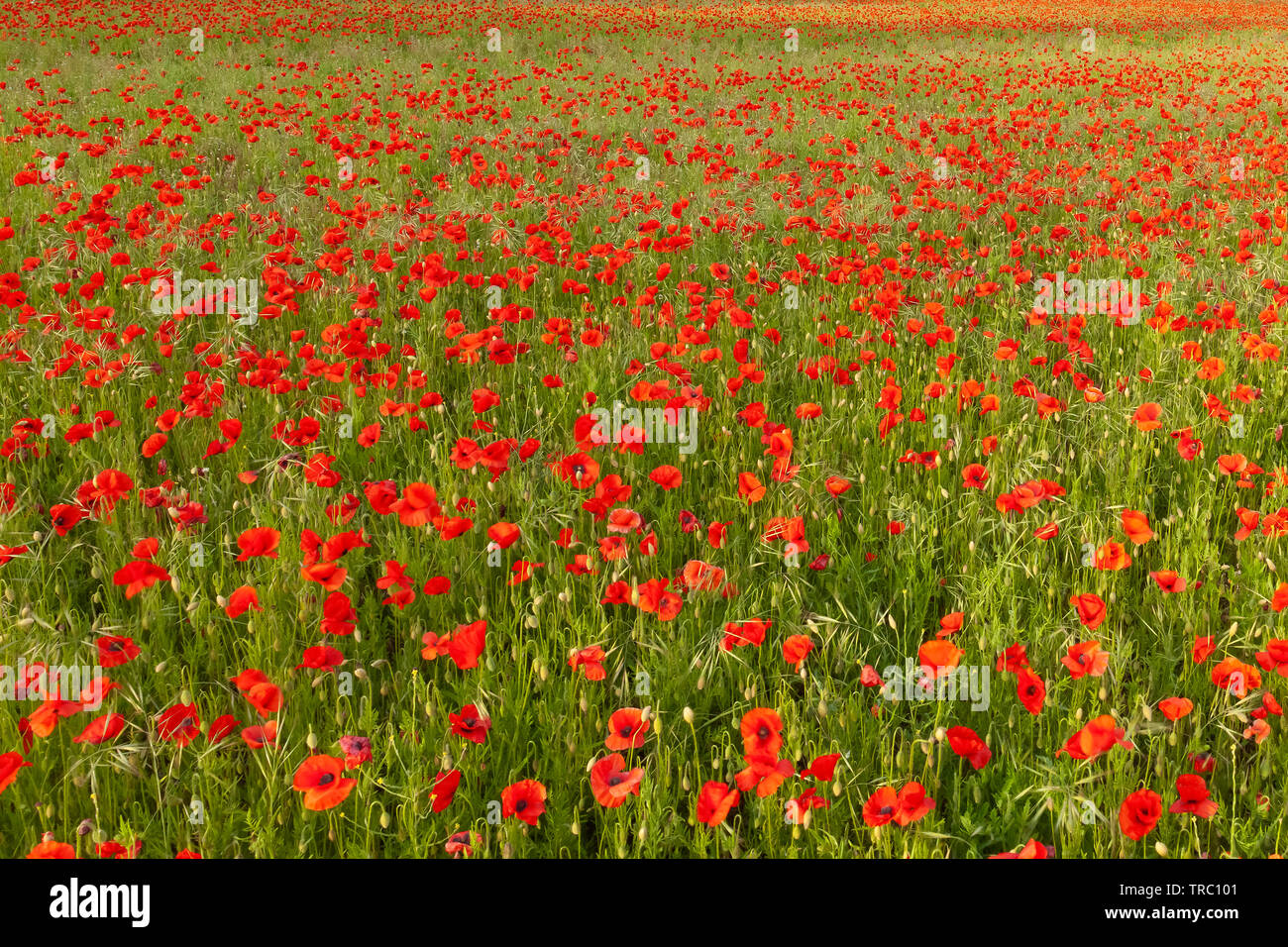 Field of red poppies with no horizon. Nature background with wild flowers Stock Photo
