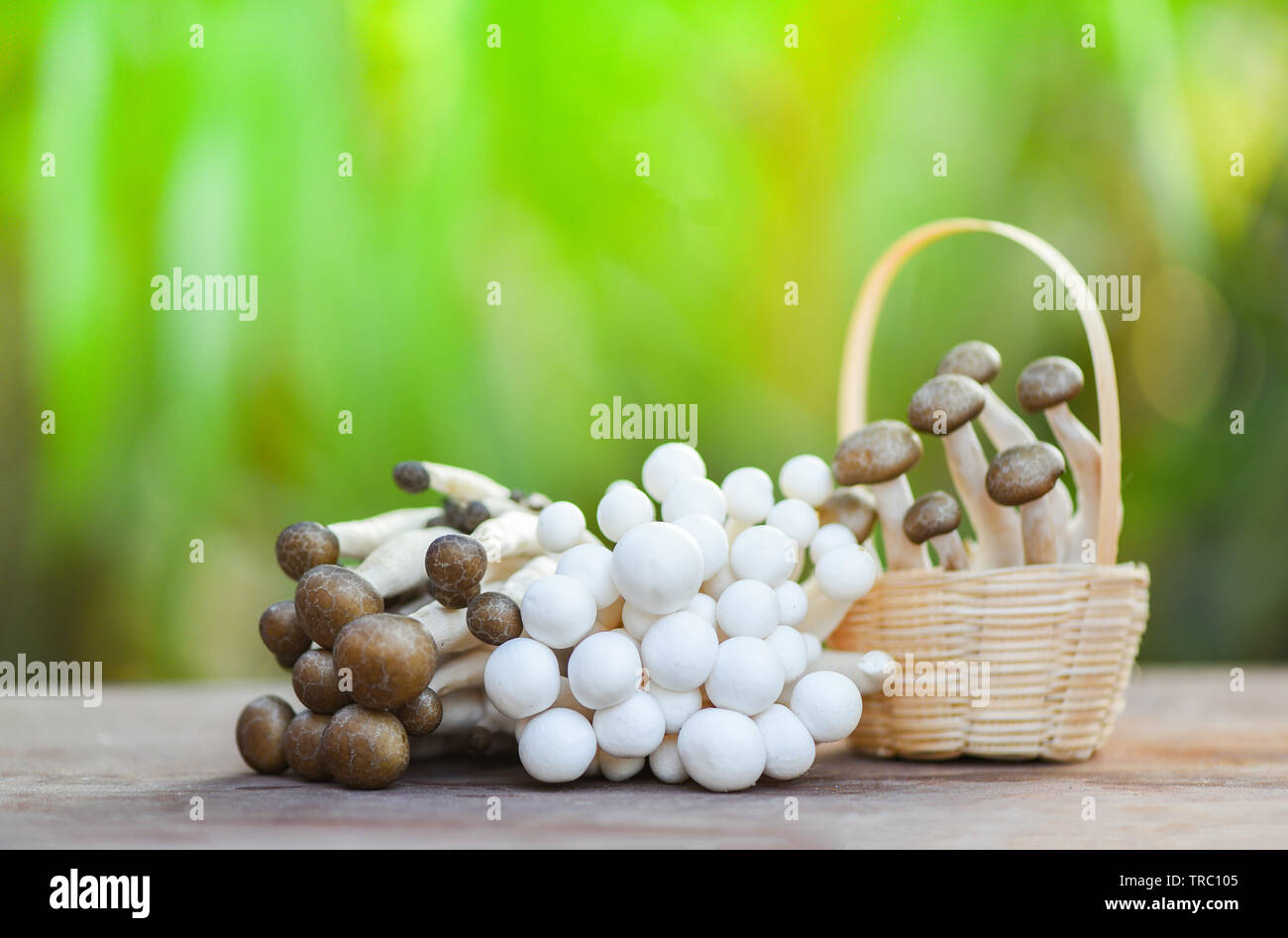 How much memory do shimejis take reschem