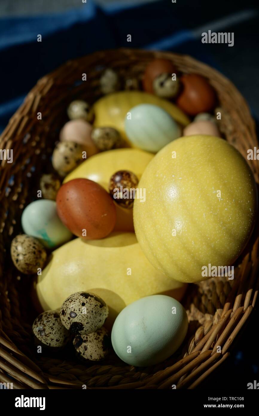 Basket full of various eggs from nandu, hen, araucana, naran or quail. Stock Photo