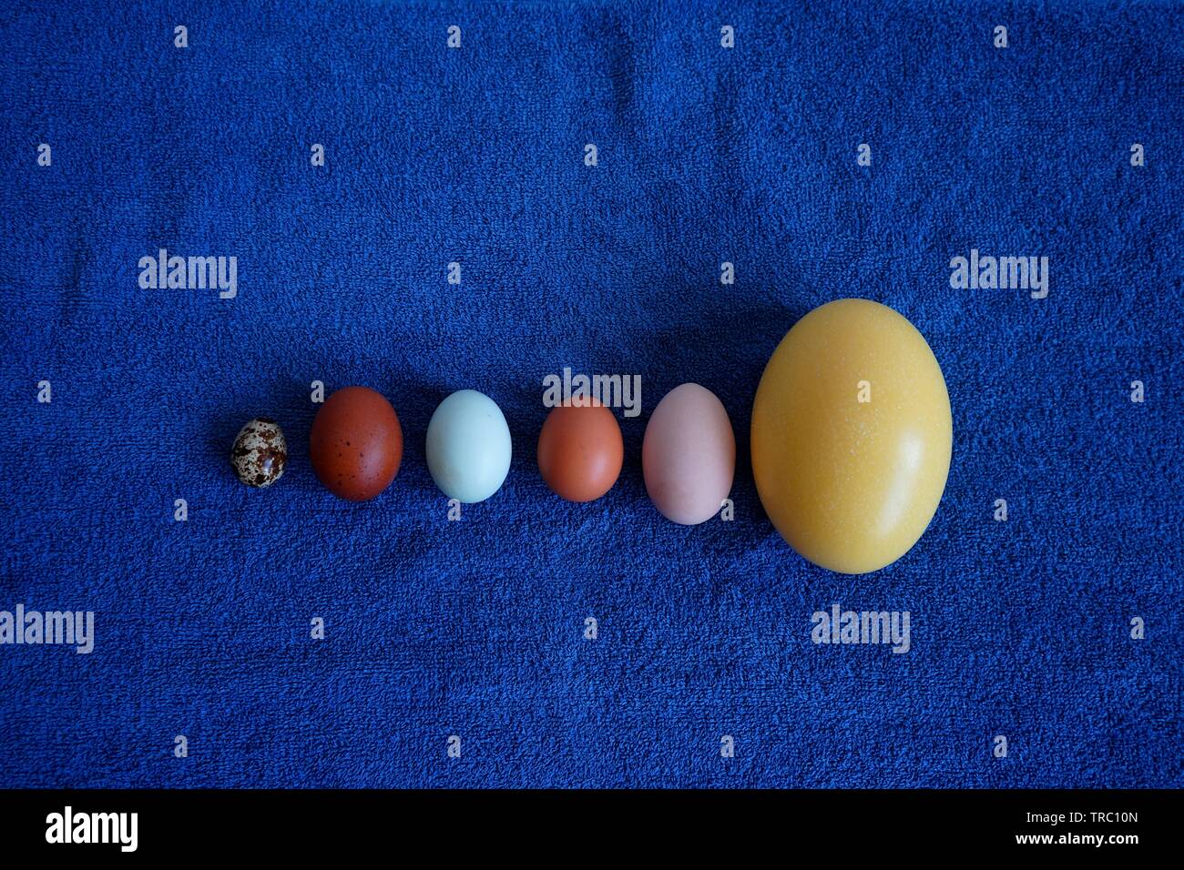 Egg comparison of nandu, hen, farmer and grocery egg, araucana, naran and quail egg. Stock Photo