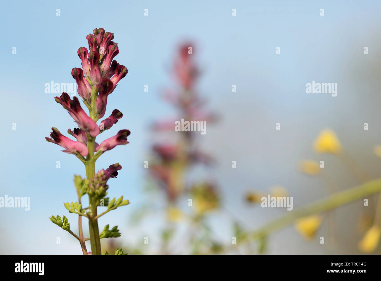 close-up of Fumaria Officinalis wildflower against the blue sky background Stock Photo