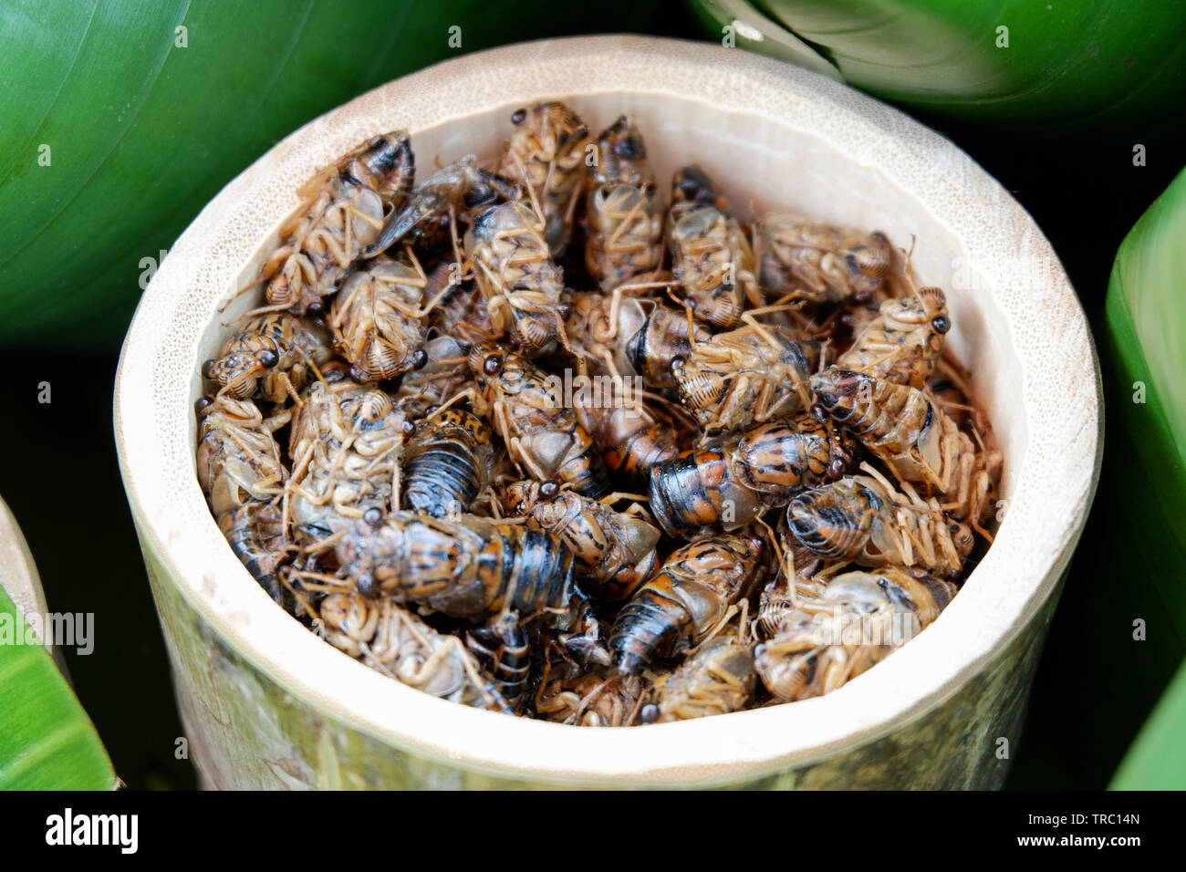 Cicada for food asian style in the bamboo Stock Photo - Alamy