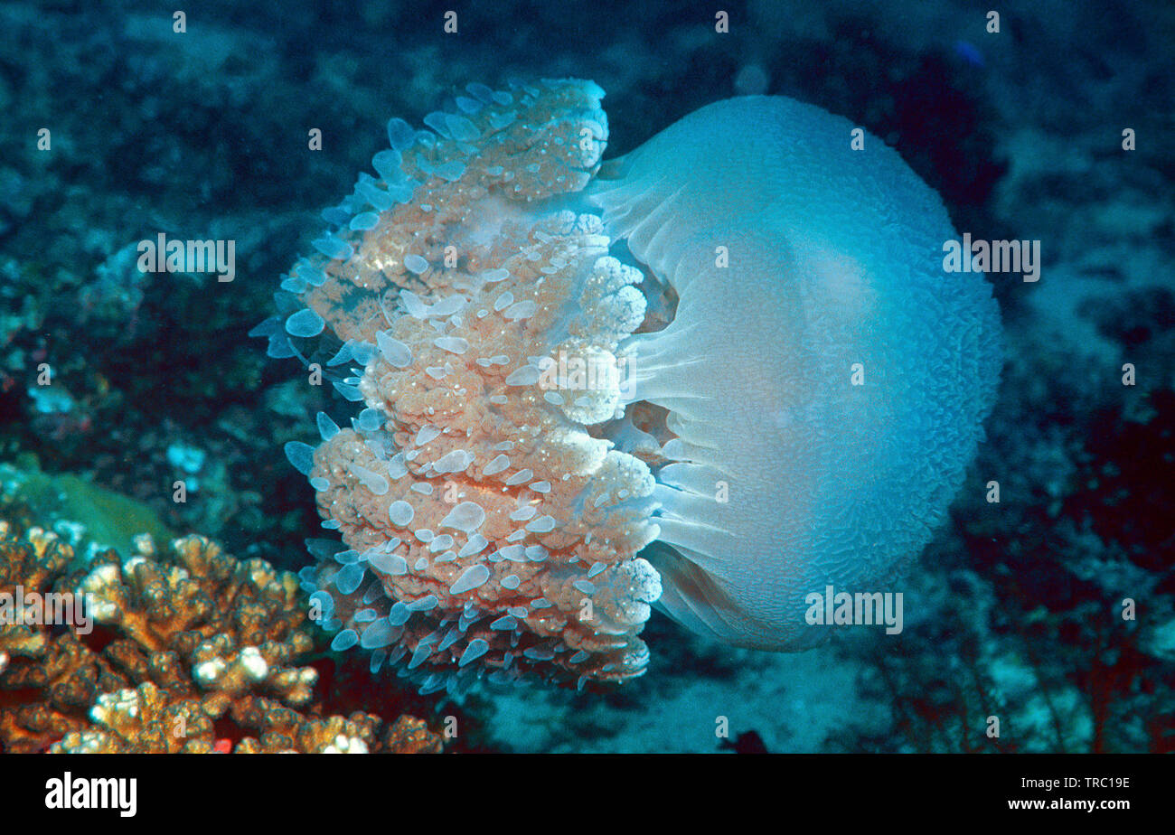 Blue and white jelly, Rhizostomae Jellyfish (Crambione mastigophora), drfifting over a coral reef, Pulau Redang, Kuala Terengganu, Malaysia Stock Photo