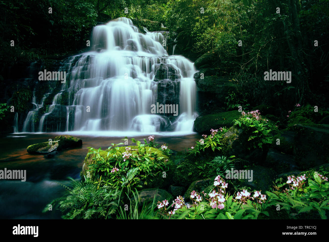 Tropical forest jungle river stream waterfall mountain landscape nature plant and Pink Habenaria rhodocheila at phetchabun waterfall Mundeang in Phuhi Stock Photo