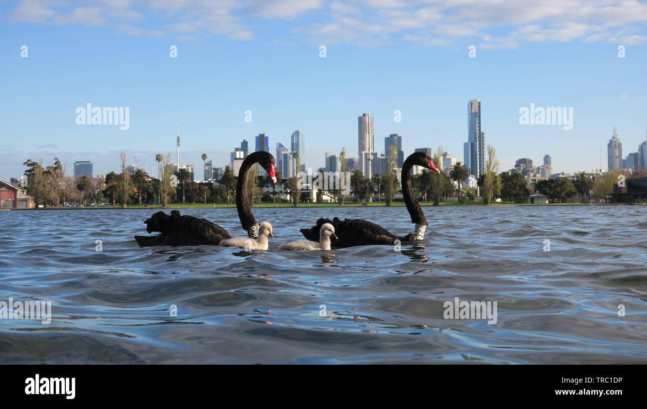 Melbourne Australia. Swans float on Albert Park Lake with Melbourne city in the background Stock