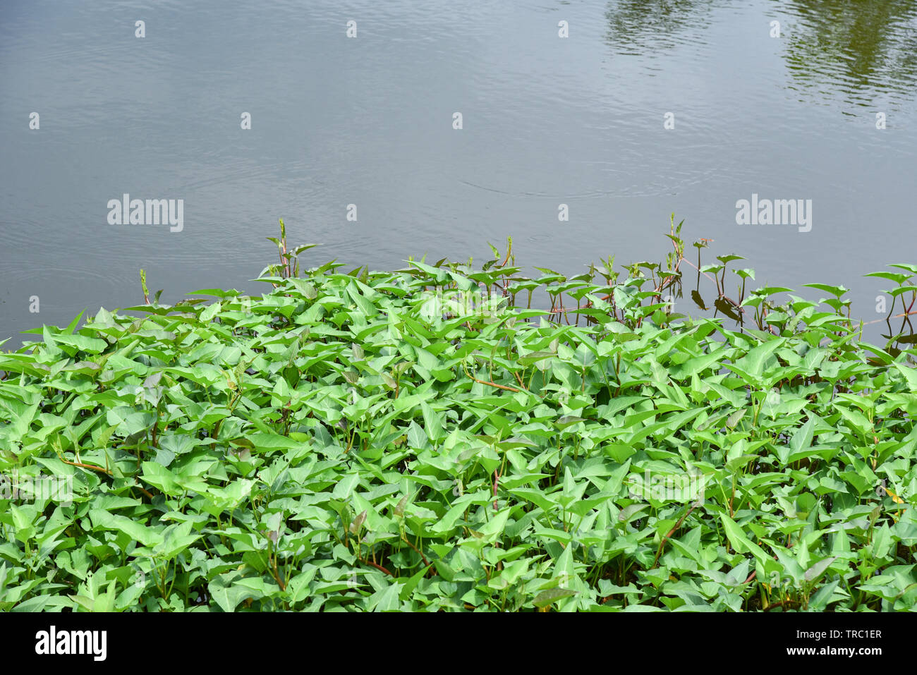 Morning glory - Water spinach growing on water surface pond nature river  Stock Photo - Alamy